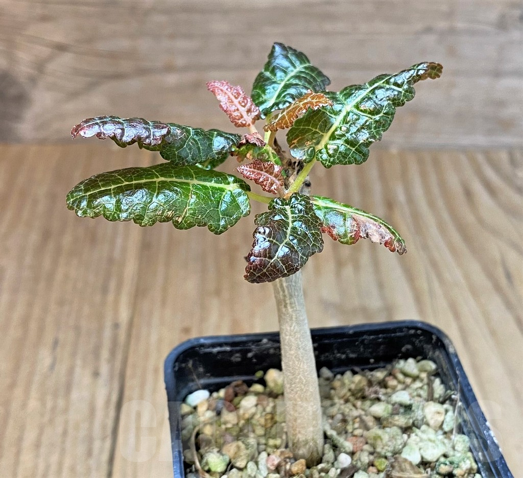 SHPR41443 Boswellia nana - Image 2