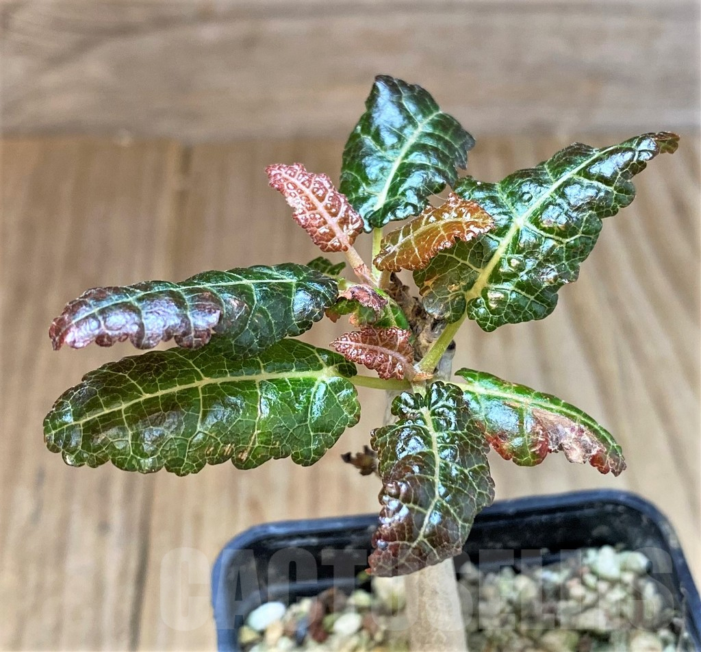 SHPR41443 Boswellia nana