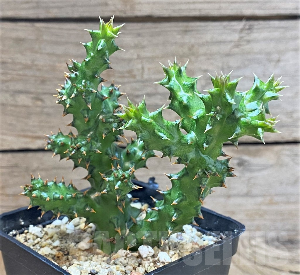 SHPR41444 Edithcolea grandis - Image 2