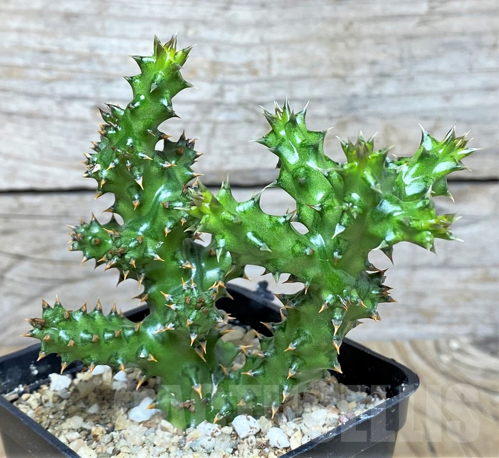 SHPR41444 Edithcolea grandis