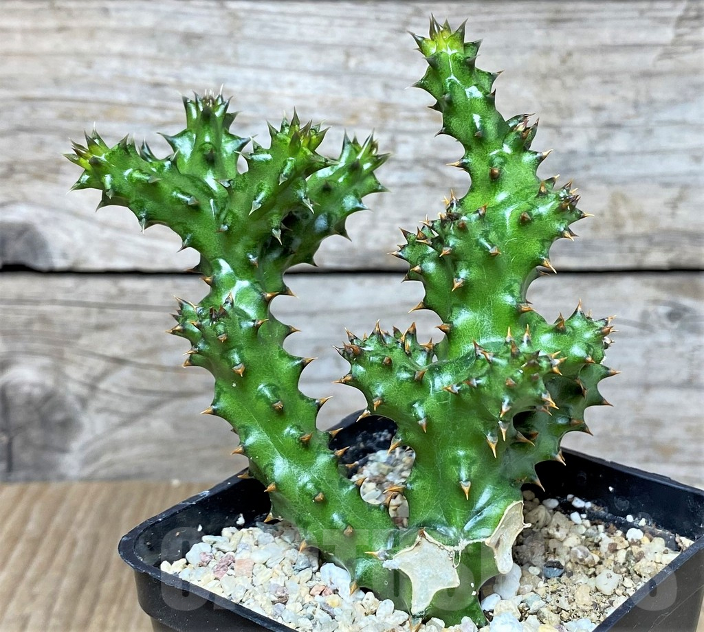 SHPR41444 Edithcolea grandis - Image 3