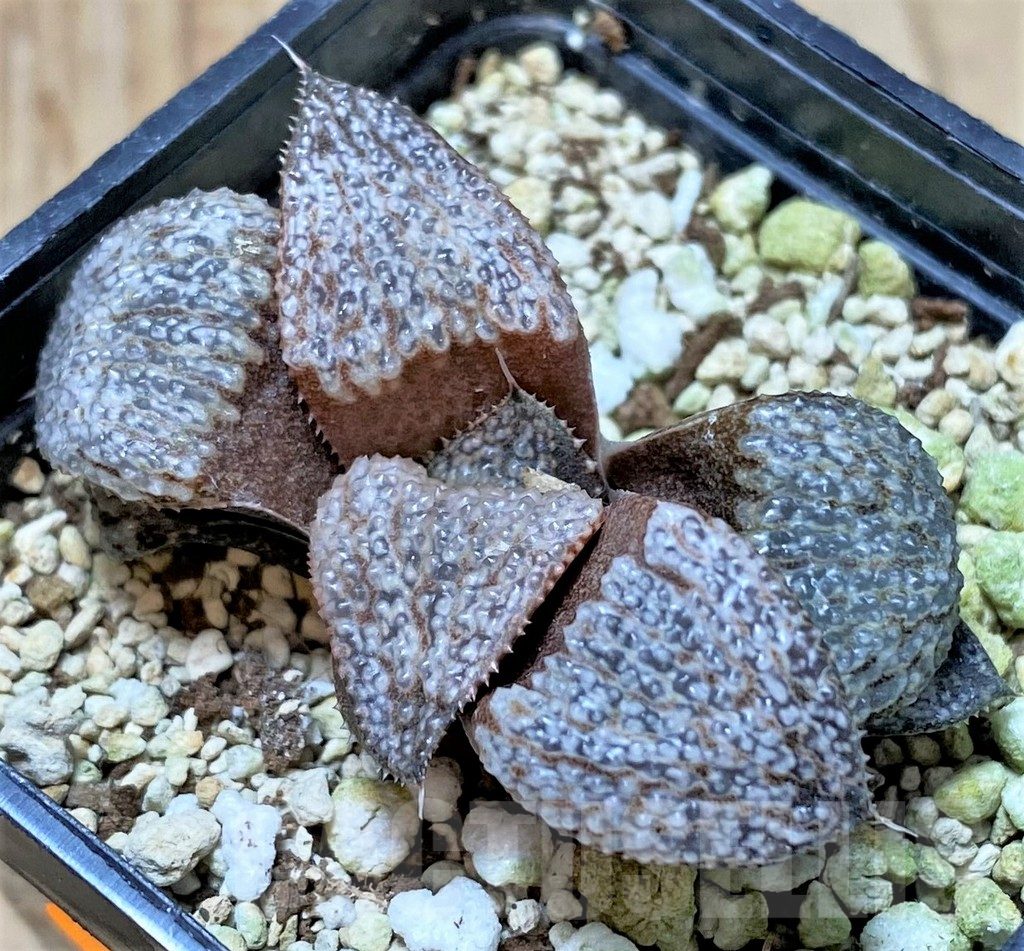 SHPR41393 Haworthia magnifica v. splendens GM452