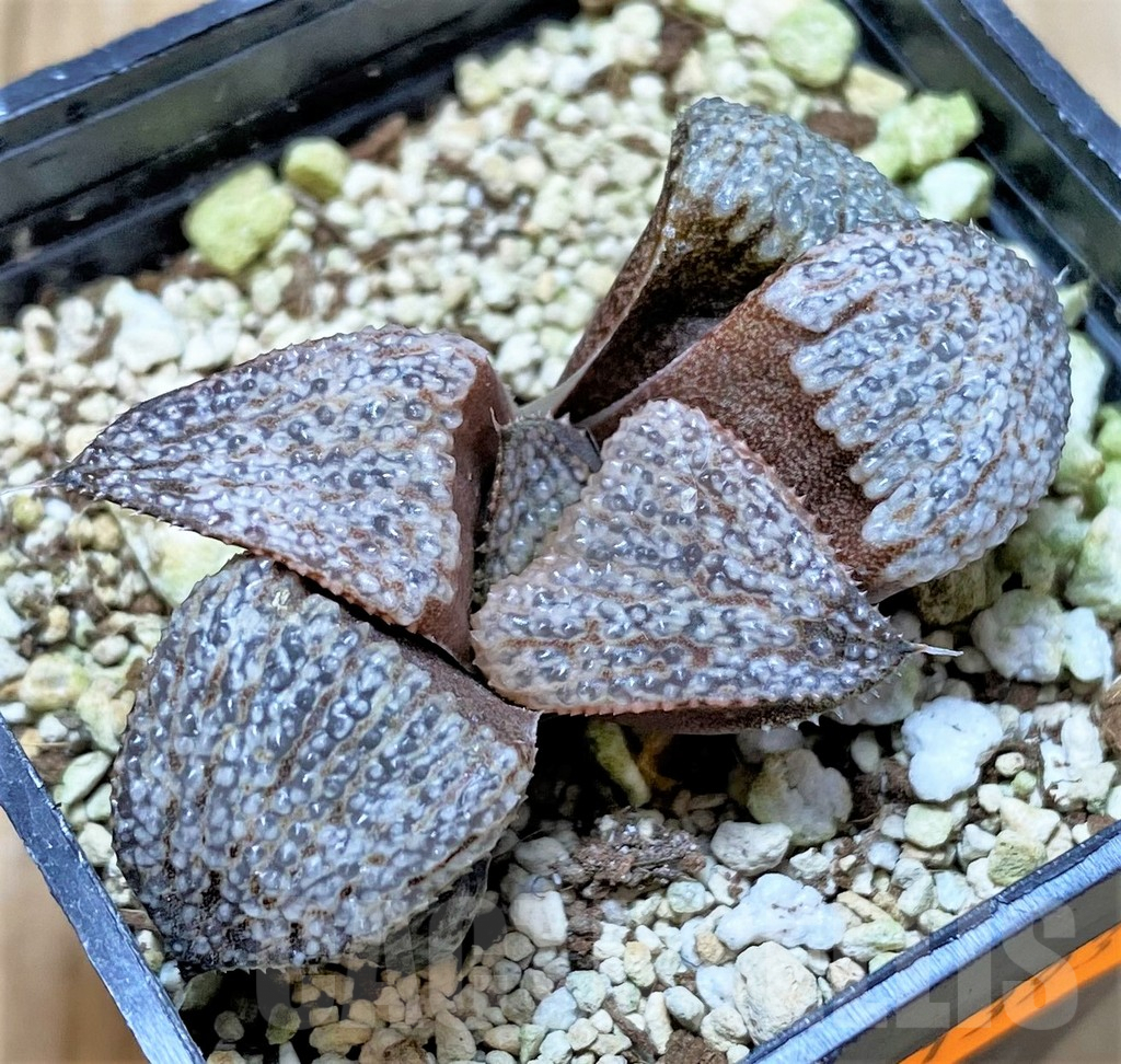 SHPR41393 Haworthia magnifica v. splendens GM452 - Image 2