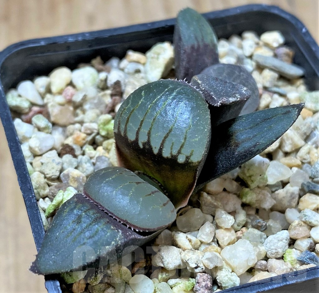 SHPR41394 Haworthia springbokvlakensis