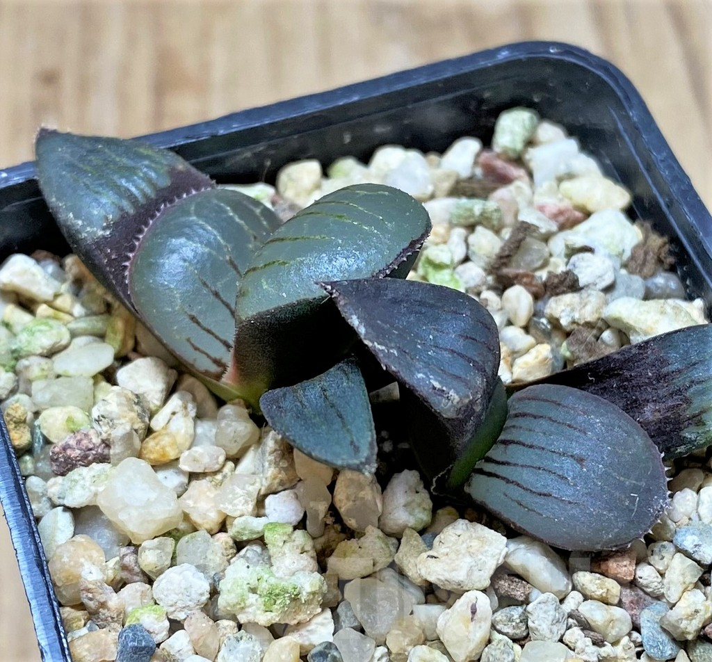 SHPR41394 Haworthia springbokvlakensis – Image 2