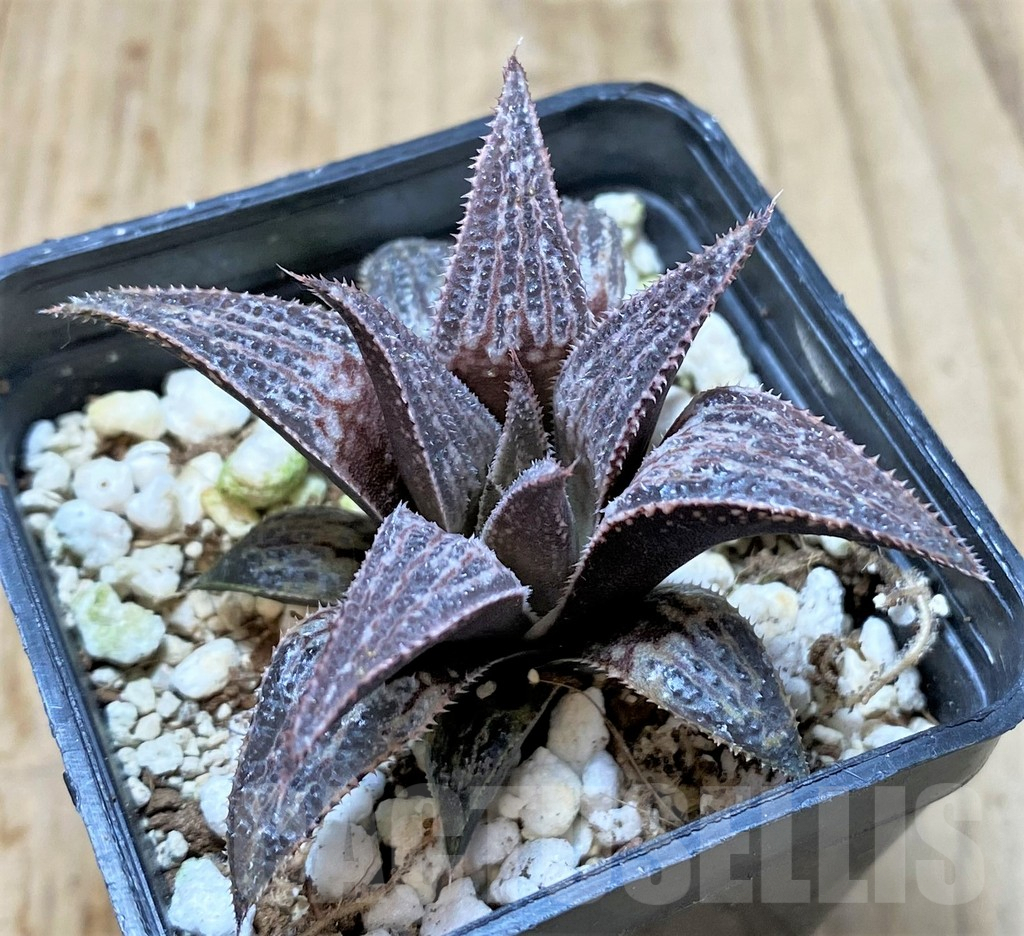 SHPR41399 Haworthia 'Bev's wonder' F2 SH