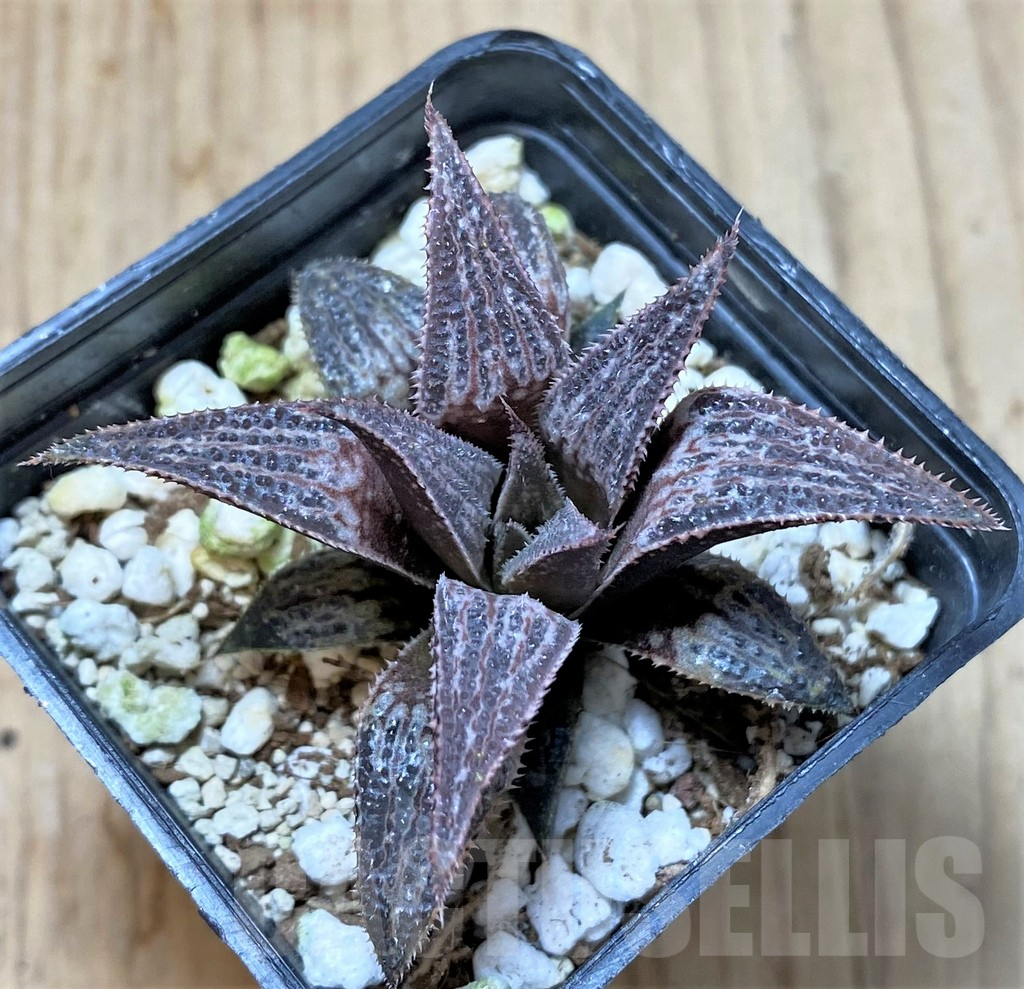 SHPR41399 Haworthia 'Bev's wonder' F2 SH - Imagen 2