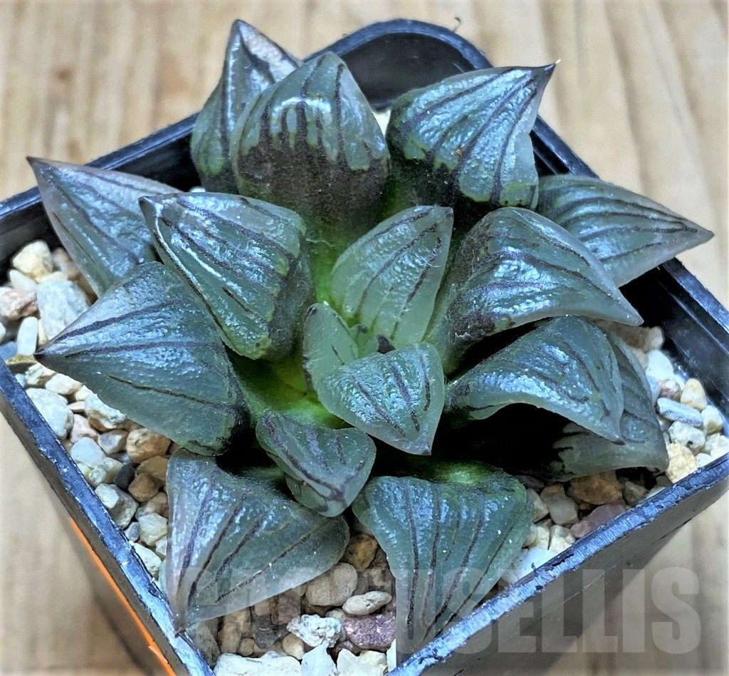SHPR41403 Haworthia atrofusca 'Watermelon' - immagine 2