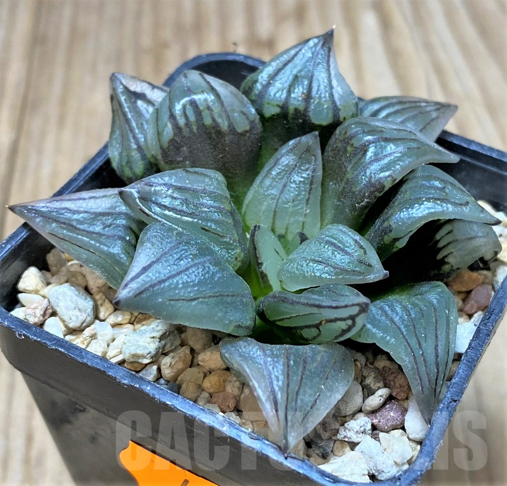 SHPR41403 Haworthia atrofusca 'Watermelon'