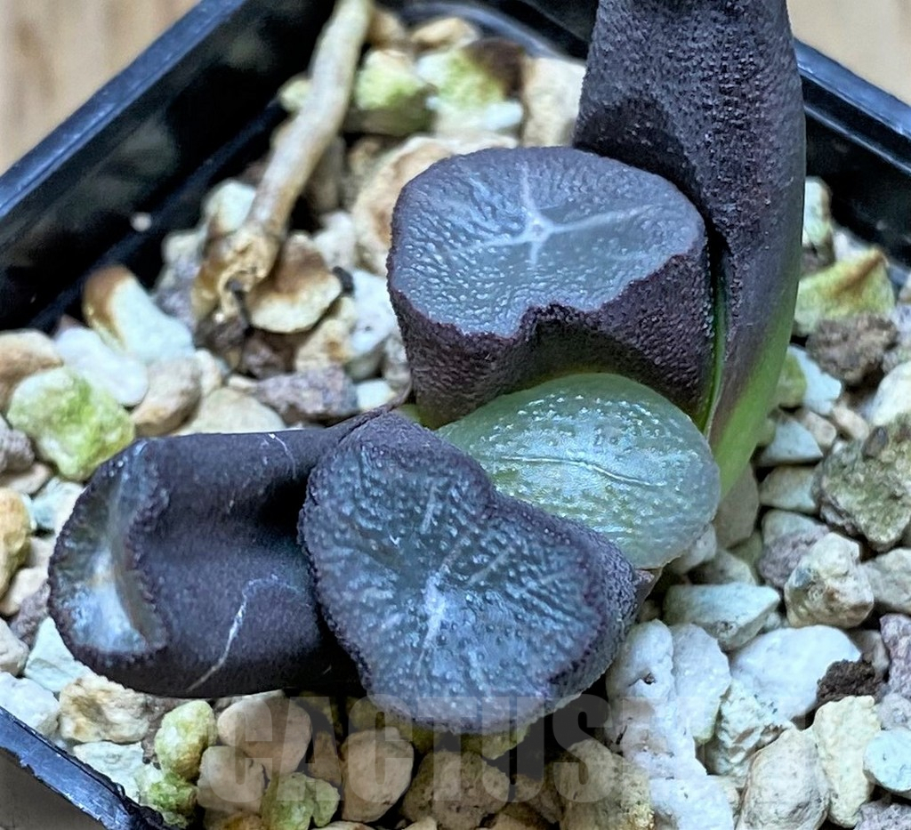 SHPR41405 Haworthia maughanii -Japan- - immagine 2