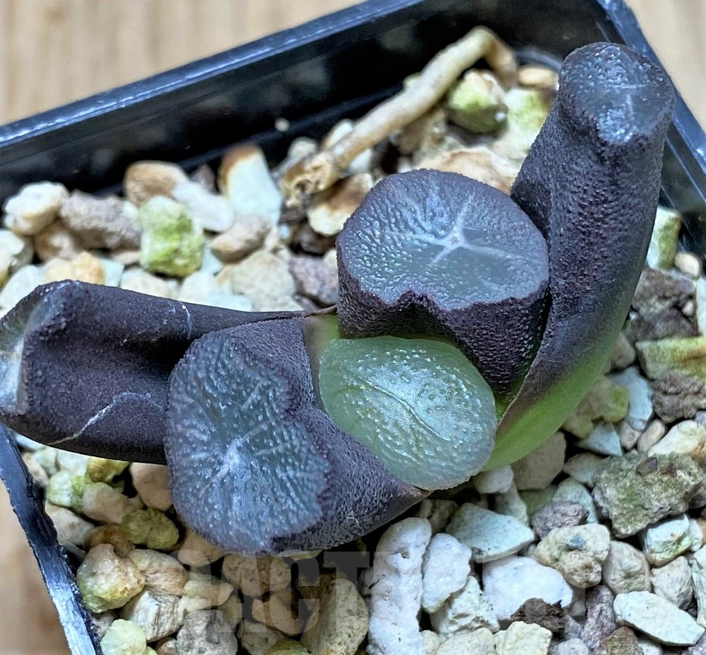 SHPR41405 Haworthia maughanii -Japan-