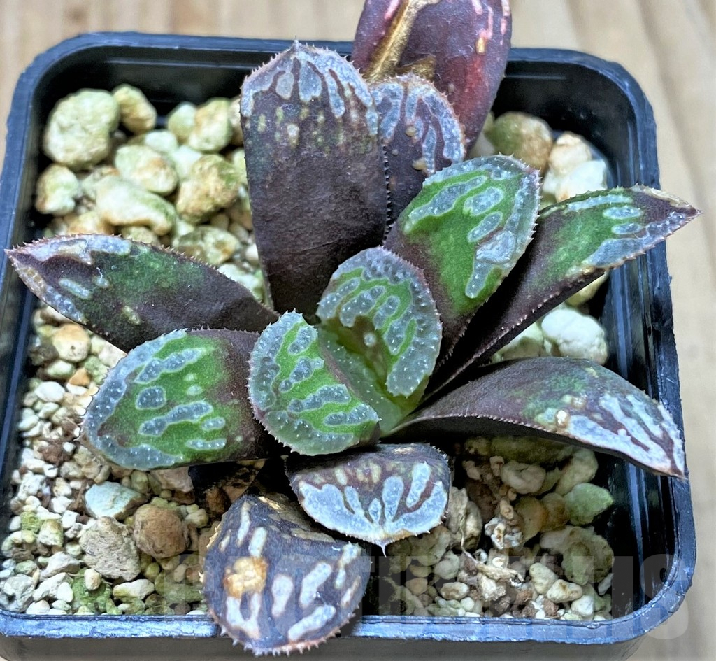 SHPR41407 Haworthia mutica hybrid – Bild 3