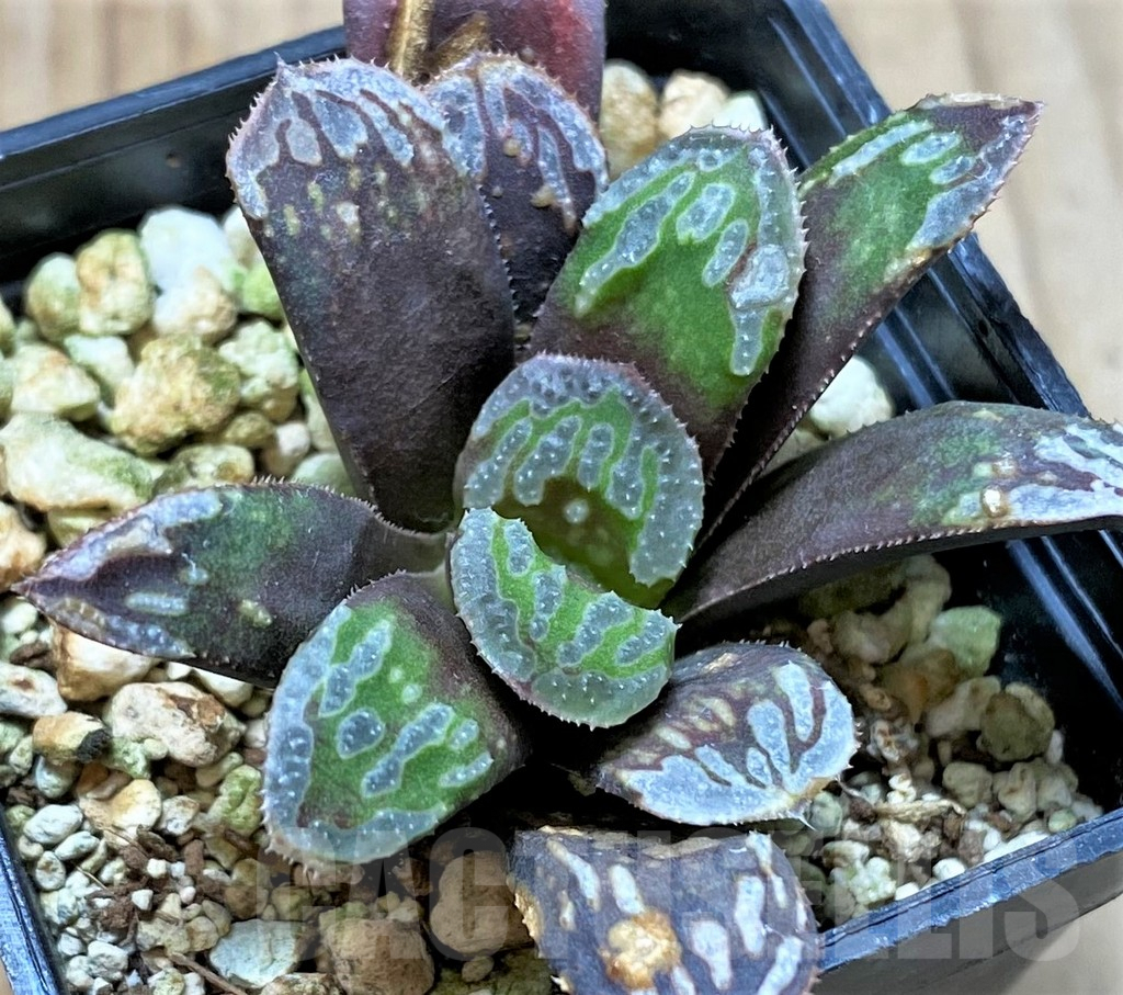 SHPR41407 Haworthia mutica hybrid – Bild 2