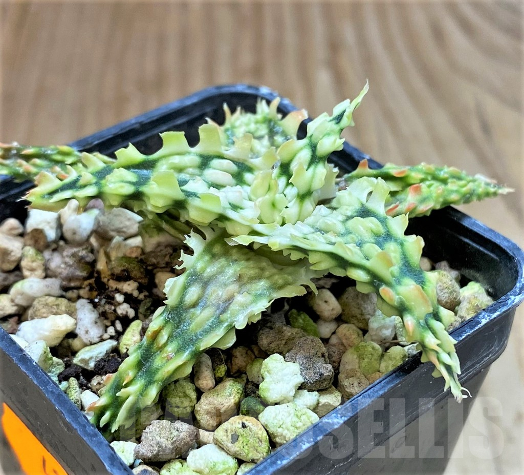 SHPR41477 Aloe TCT hybrid