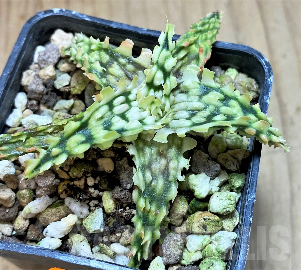 SHPR41477 Aloe TCT hybrid - Image 2