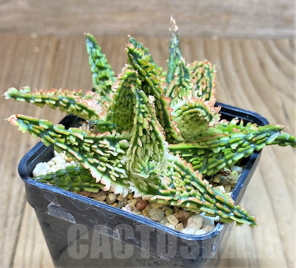 SHPR41478 Aloe TCT hybrid - Image 2
