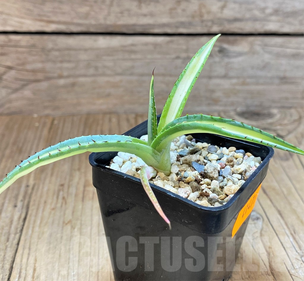 SHPR41479 Agave guiengola 'Mediopicta' - Obrázek 2