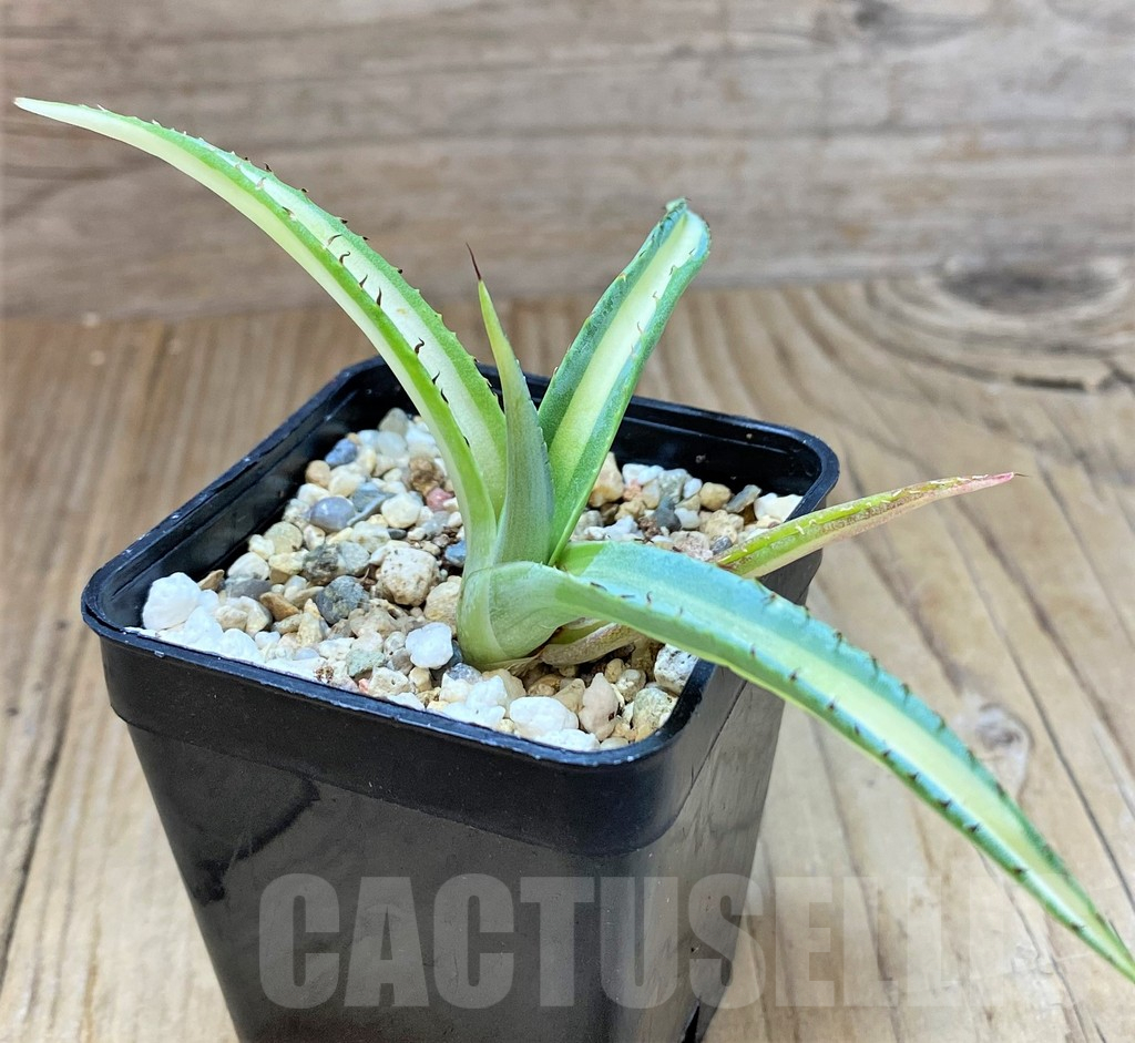 SHPR41479 Agave guiengola 'Mediopicta'