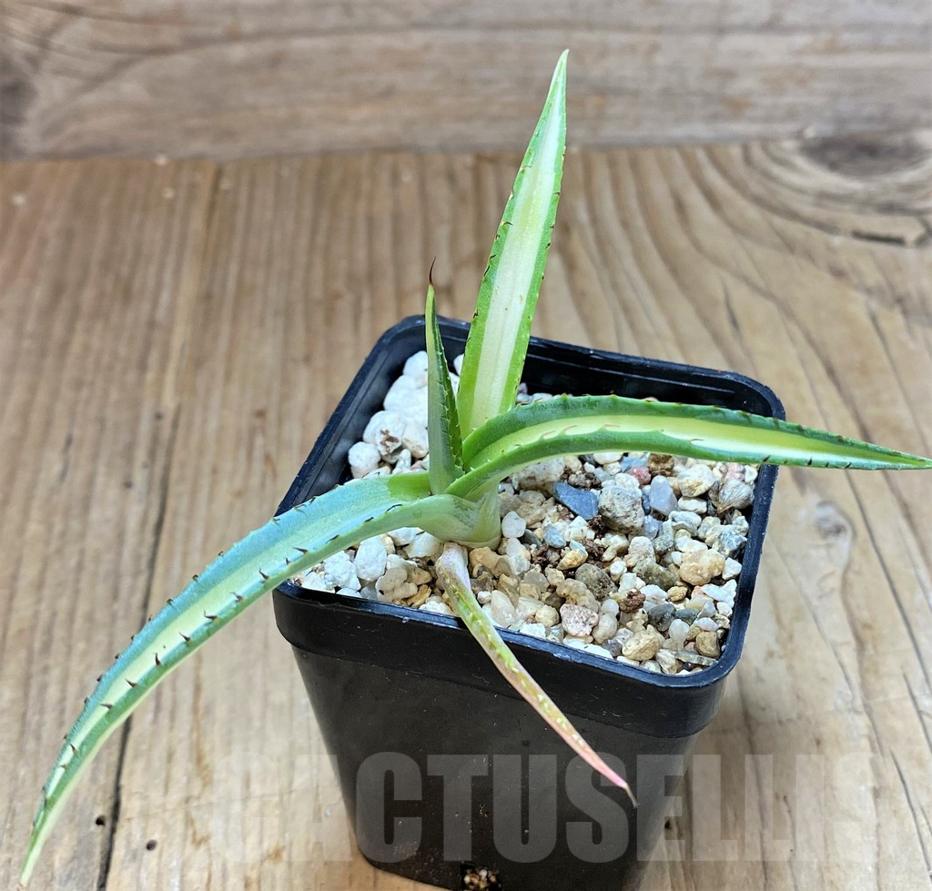 SHPR41479 Agave guiengola 'Mediopicta' - Obrázek 3