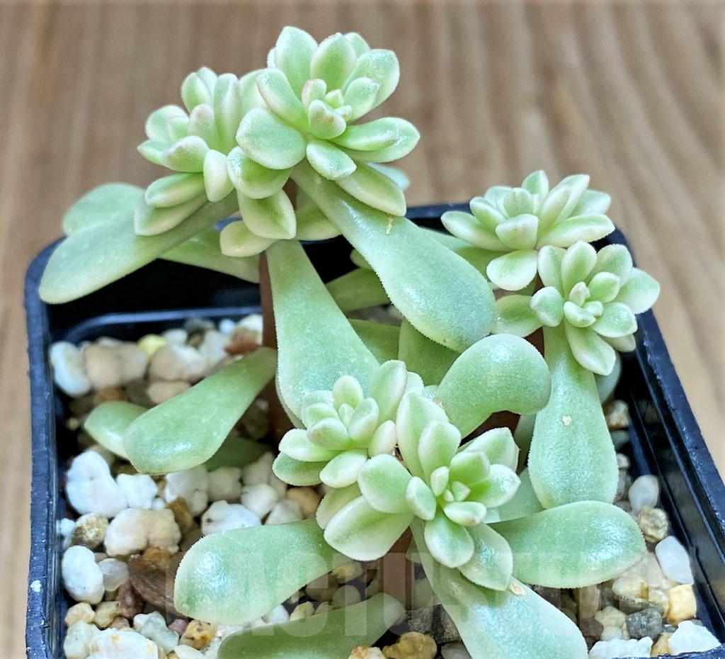 SHPR41448 Sedum 'Joyce Tulloch' f. variegata - immagine 2