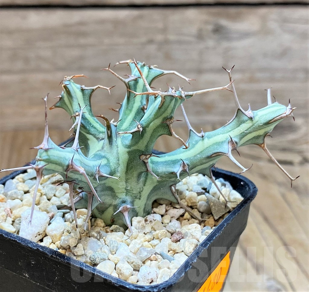 SHPR41480 Euphorbia schizacantha