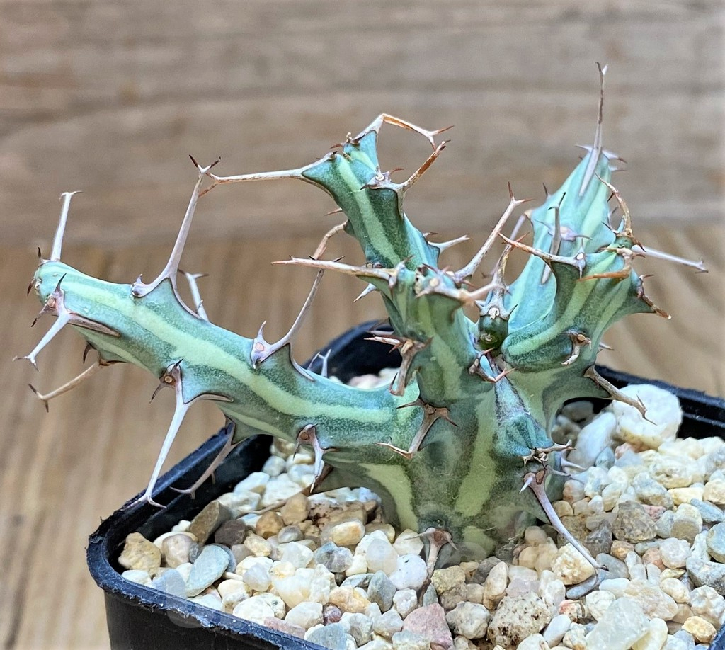 SHPR41480 Euphorbia schizacantha - Image 2