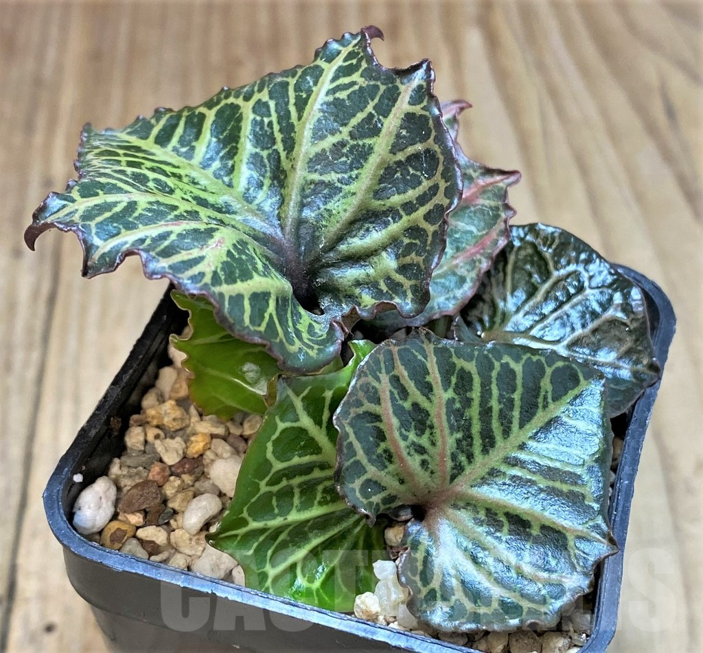 SHPR41481 Euphorbia francoisii hybrid