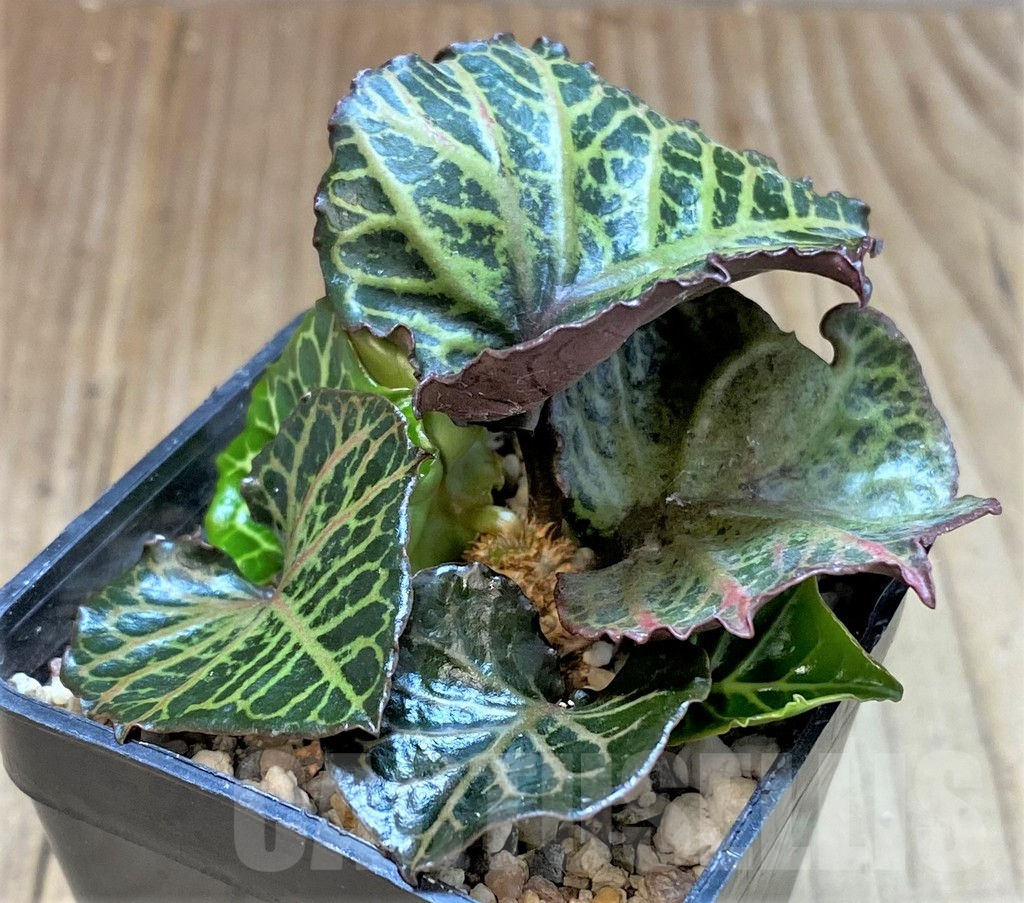 SHPR41481 Euphorbia francoisii hybrid - Image 2