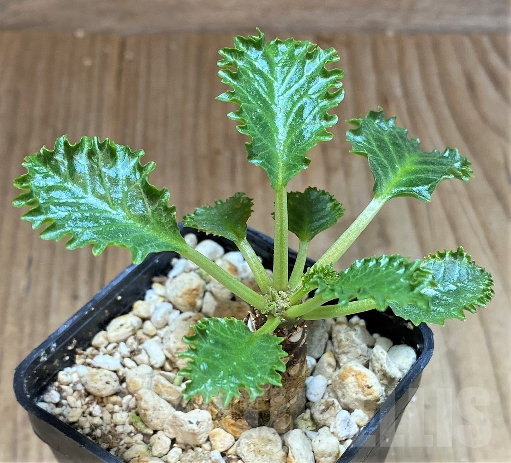 SHPR41482 Dorstenia horwoodii - Image 2