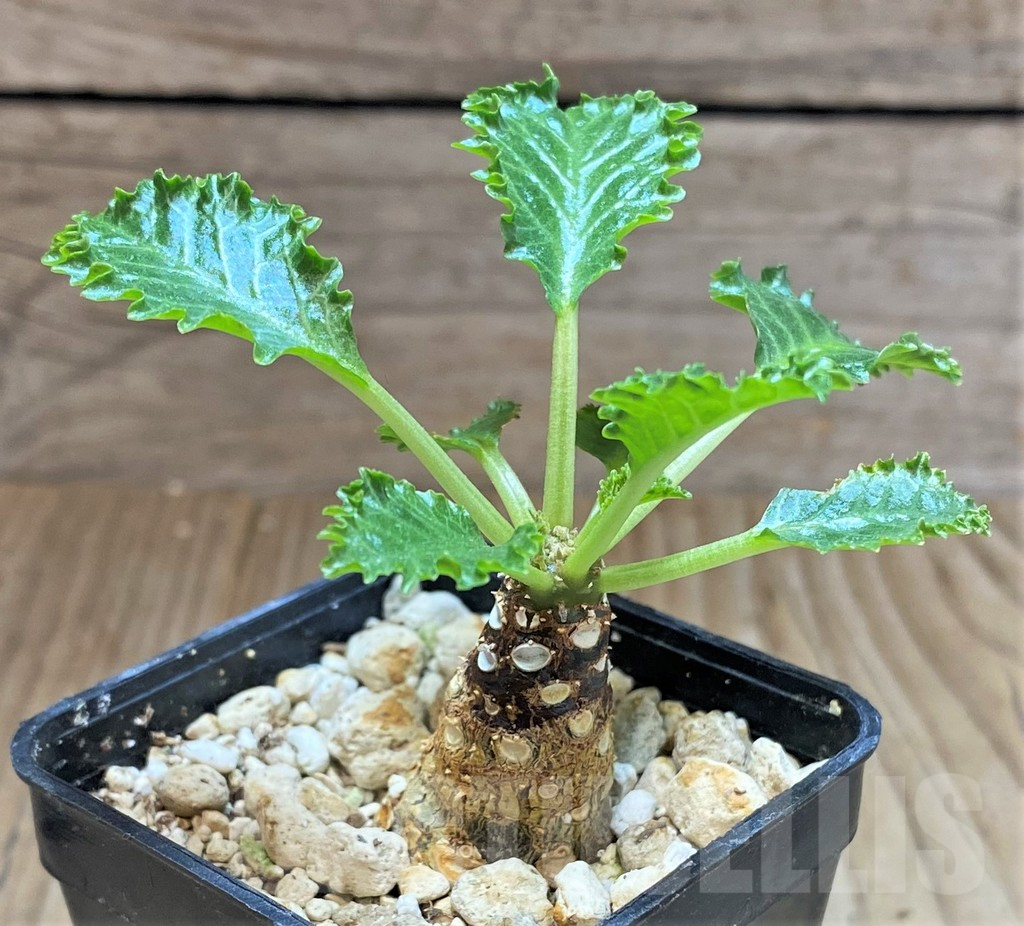 SHPR41482 Dorstenia horwoodii