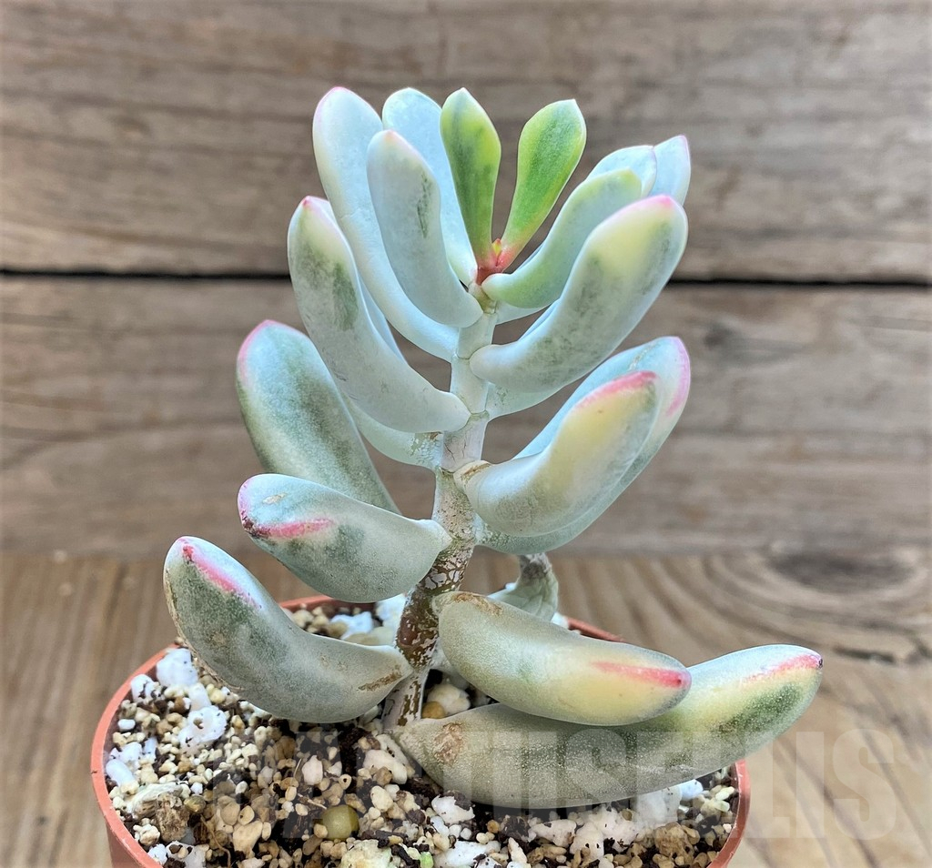 SHPR41483 Cotyledon orbiculata f. variegata, long leaf - Obrázek 2