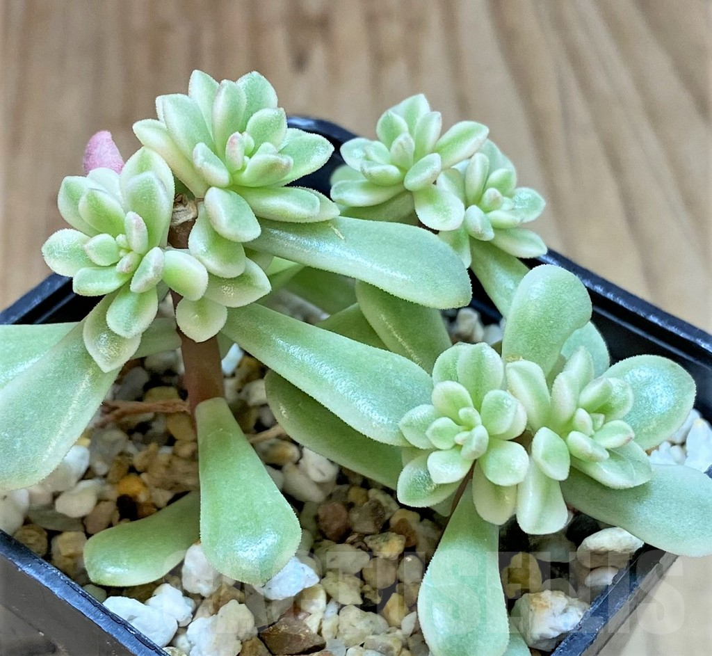 SHPR41448 Sedum 'Joyce Tulloch' f. variegata