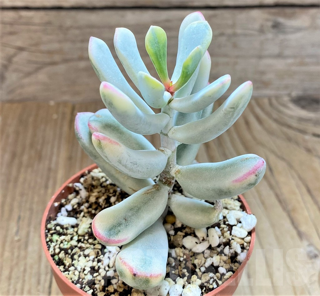 SHPR41483 Cotyledon orbiculata f. variegata, long leaf