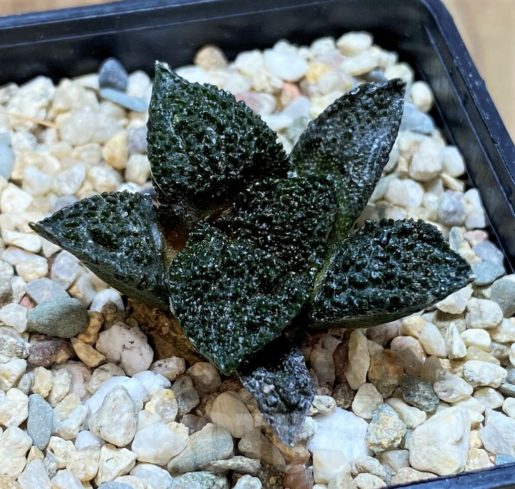 SHPR41484 Ariocarpus fissuratus ‘Godzilla’ hybrid, seedling