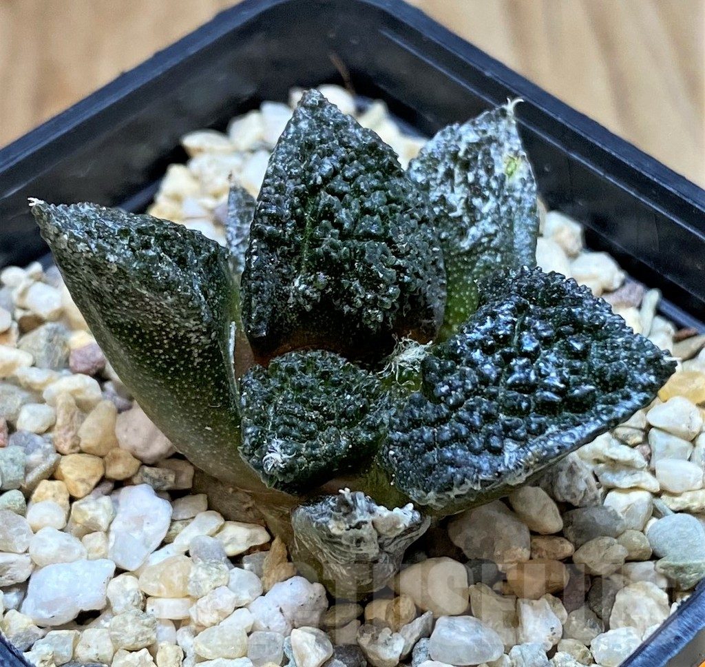 SHPR41485 Ariocarpus fissuratus ‘Godzilla’ hybrid, seedling