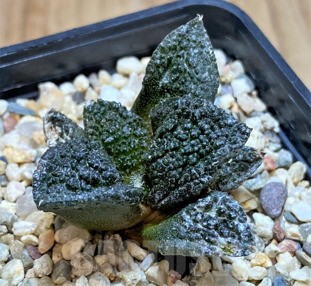 SHPR41485 Ariocarpus fissuratus ‘Godzilla’ hybrid, seedling - Imagen 2