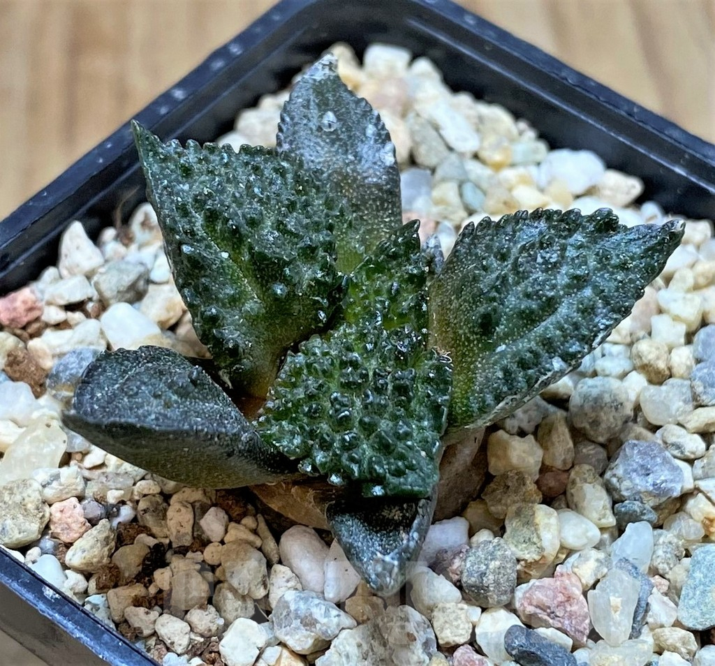SHPR41486 Ariocarpus fissuratus ‘Godzilla’ hybrid, seedling - Imagen 2