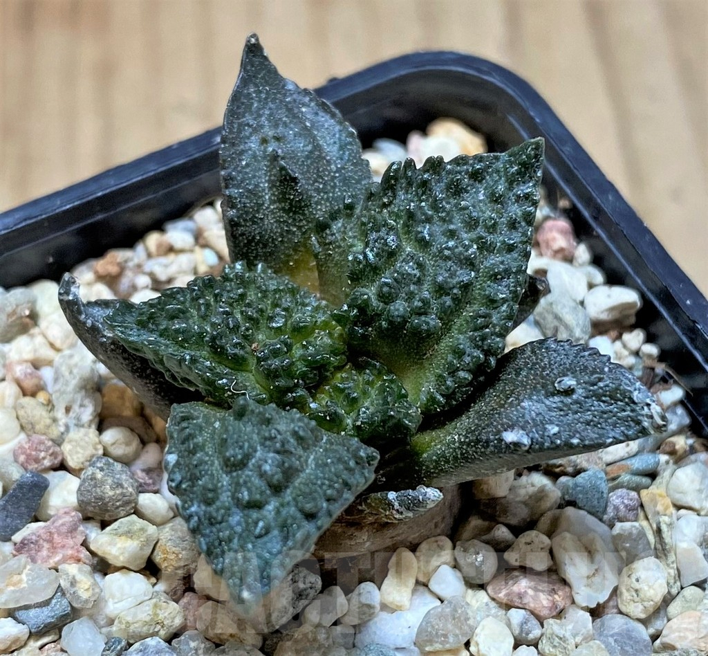 SHPR41486 Ariocarpus fissuratus ‘Godzilla’ hybrid, seedling