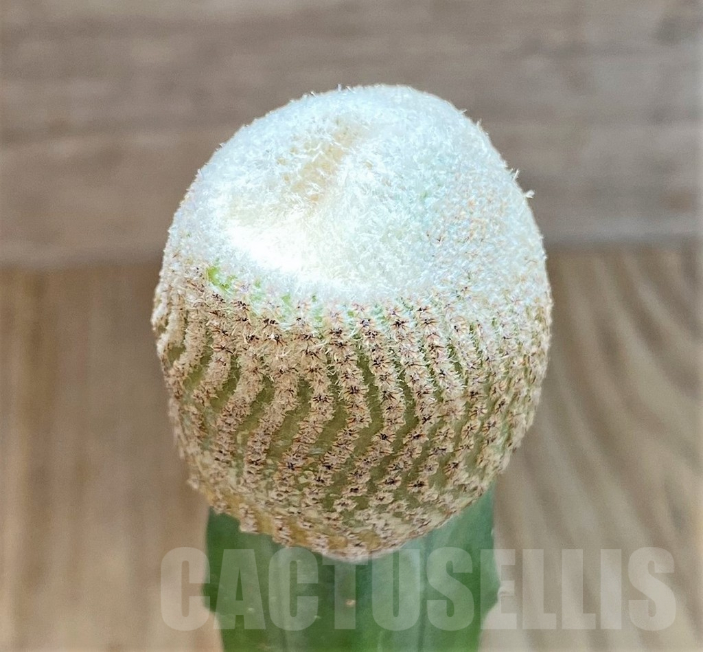 SHPR41488 Yavia cryptocarpa, grafted