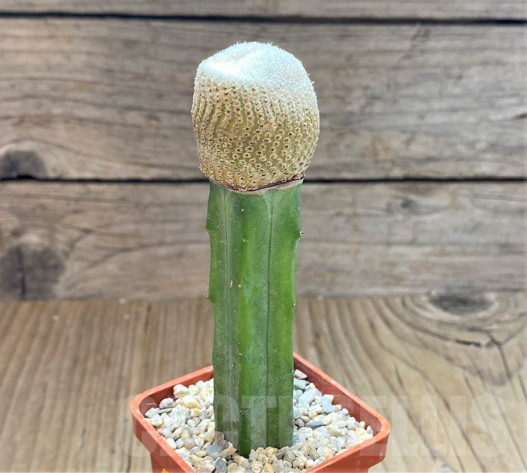 SHPR41488 Yavia cryptocarpa, grafted - Imagen 2