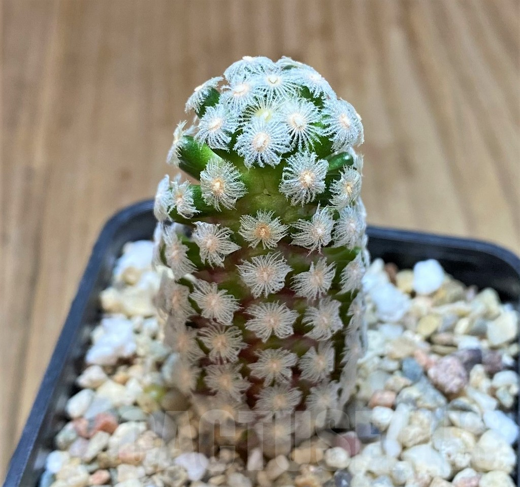 SHPR41490 Mammillaria theresae