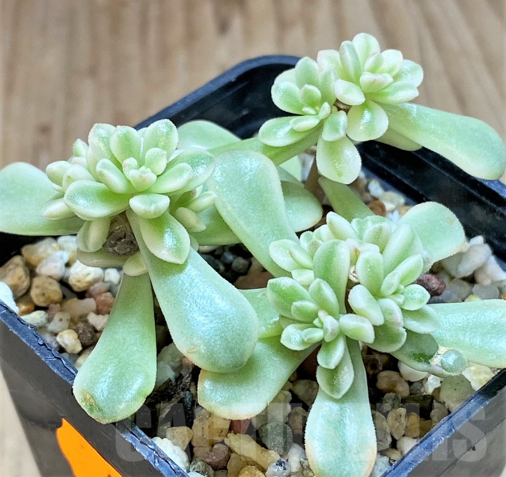 SHPR41449 Sedum 'Joyce Tulloch' f. variegata - immagine 2