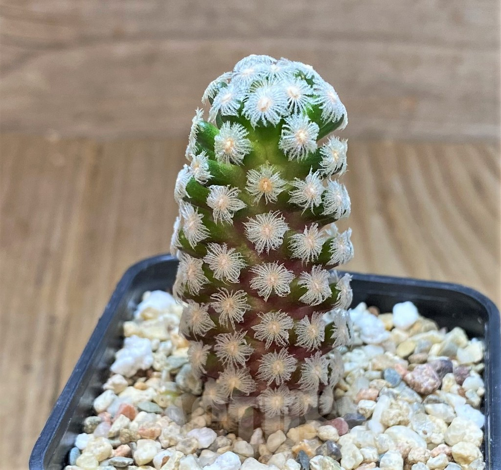 SHPR41490 Mammillaria theresae - Image 2