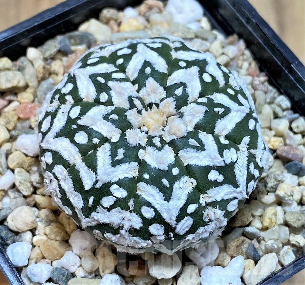 SHPR41493 Astrophytum asterias ‘Super Kabuto’ V-type f. nudum