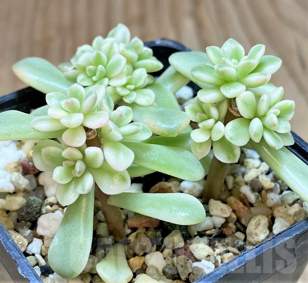 SHPR41449 Sedum 'Joyce Tulloch' f. variegata