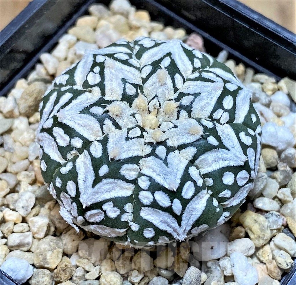 SHPR41496 Astrophytum asterias ‘Super Kabuto’ V-type f. nudum