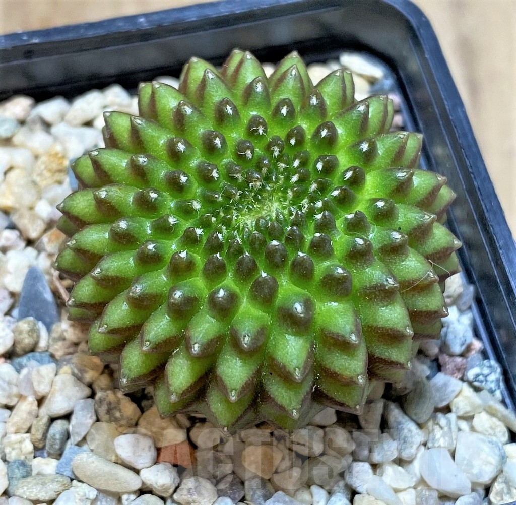 SHPR41497 Gymnocalycium mihanovichii ‘inermis’
