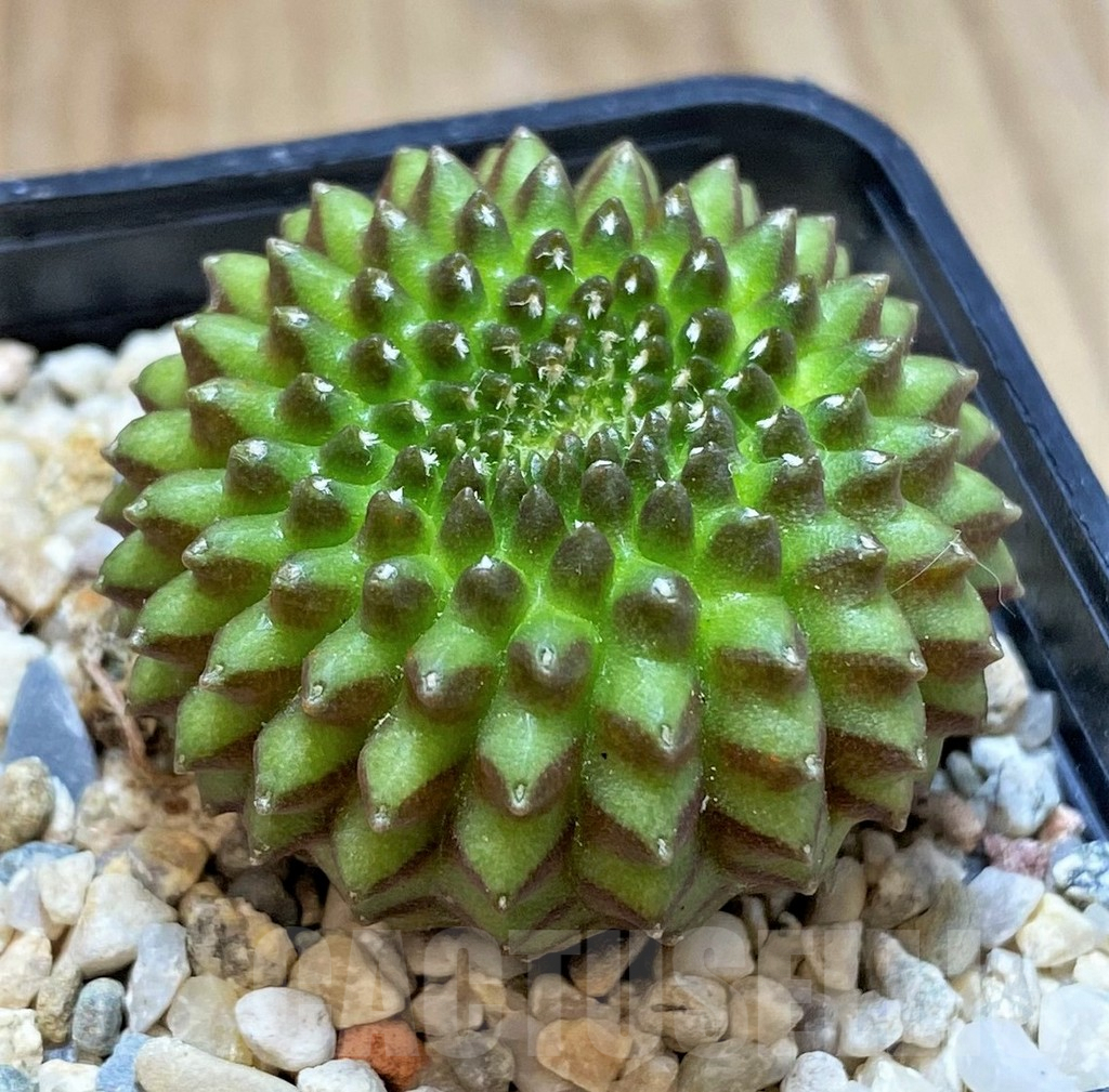 SHPR41497 Gymnocalycium mihanovichii ‘inermis’ - Зображення 2