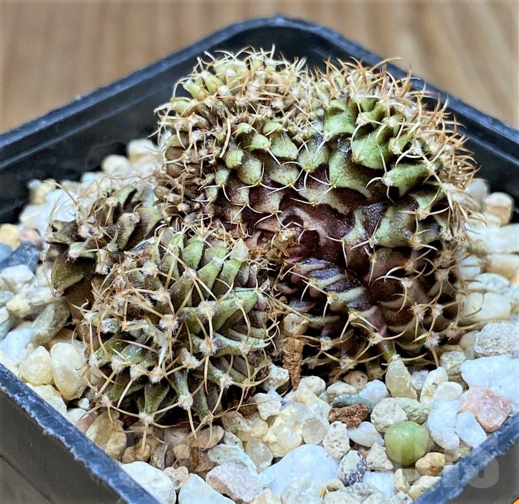 SH2421 Gymnocalycium mihanovichii f. cristata - 画像 (2)