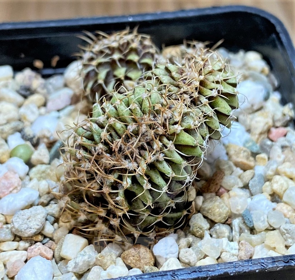 SH2421 Gymnocalycium mihanovichii f. cristata